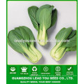 NPK10 Weiwen graines de légumes de feuille, société de graines de pak choi, types de graines